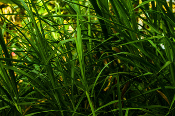 Fresh Napier grass(Penisetum Purpureum) background. Close up of fresh Napier grass plantation for cow and horse at a farm in Thailand. Grass for animals.