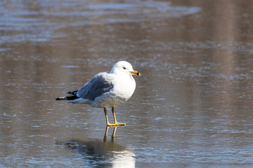 Goéland à bec cerclé au printemps, Ring-Billed Gull