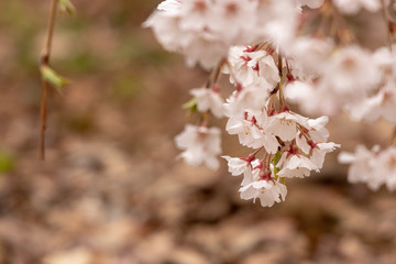 枝垂れ桜　千葉県市川市