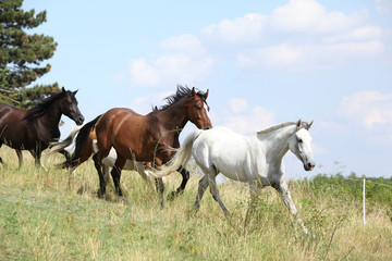 Obraz na płótnie Canvas Amazing batch of horses on pasturage