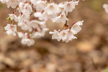 枝垂れ桜　千葉県市川市