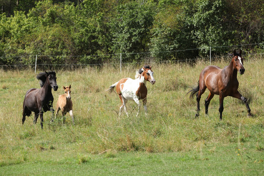 Amazing batch of horses on pasturage