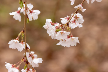 枝垂れ桜　千葉県市川市