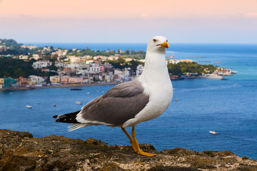 Seagull on Ischia Island