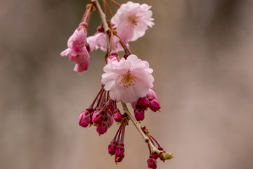 桜の花　陽光　千葉県市川市