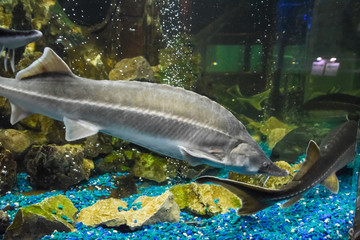Fish sturgeon swims in the aquarium of oceanarium. Sturgeon fish