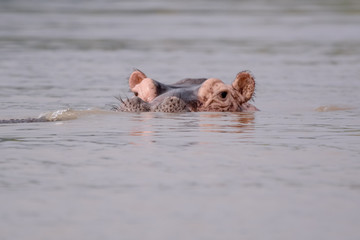 Fototapeta premium Portrait Hyppo in Chamo lake