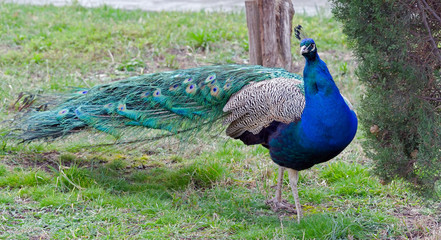 Fototapeta premium the Beautiful Peacock