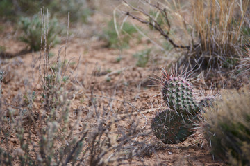 Obraz premium Southwest