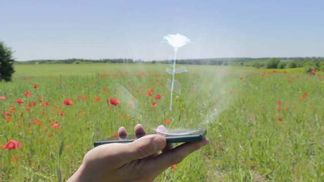 Hologram of rose flower on a smartphone. Person activates holographic image on the phone screen on the field with blooming poppies