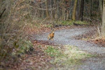Naklejka na ściany i meble Hare on a forest road in the forest