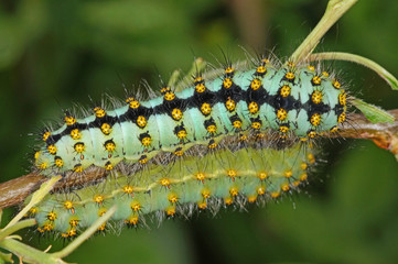 Saturnia pavoniella (SCOPOLI, 1763) Südliches Kleines Nachtpfauenauge, Ligurisches Nachtpfauenauge Italien, Marche Region, Pievefavera 18.04.2014