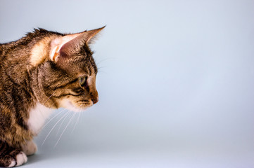 Striped domestic cat, side view, close-up on a plain blue background. Copy space