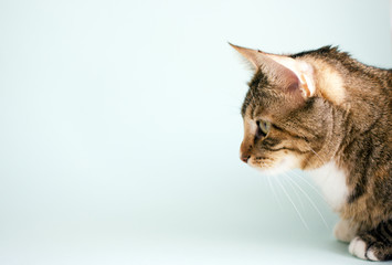 Striped domestic cat, side view, close-up on a plain blue background. Copy space