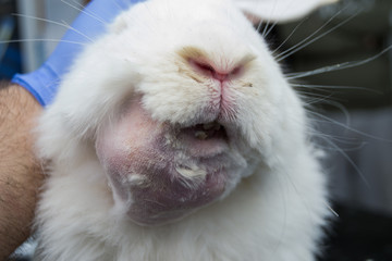 white rabbit with dental abscess