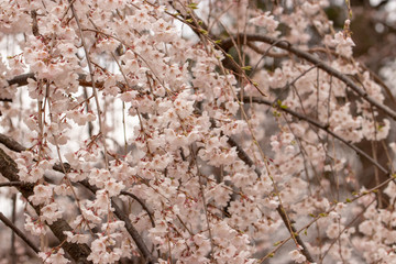 枝垂れ桜　千葉県市川市
