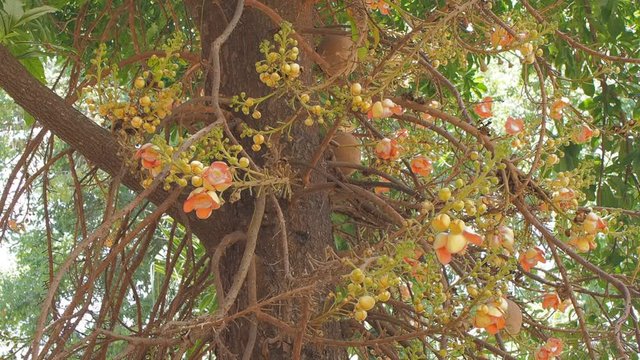 Cannonball tree flower blossom on tree or Couroupita guianensis, family Lecythidaceae, other names includes the Brazil nut (Bertholletia excelsa) and Paradise nut Lecythis zabucajo.