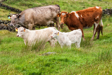 Cows with calves on pasture