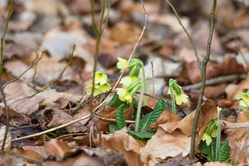 A few cowslips bloom in the spring on the forest floor between foliage from last year