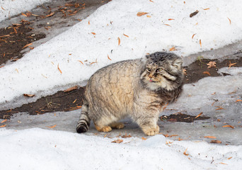 Manul, or Pallas cat, or wild cat. Manul (Pallas cat) is a wild cat that lives in Central and Central Asia.