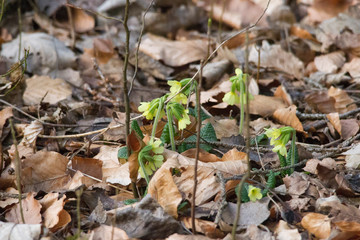 A few cowslips bloom in the spring on the forest floor between foliage from last year