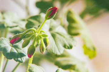 Buds of young red geranium flowers