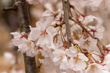 枝垂れ桜　千葉県市川市