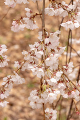 枝垂れ桜　千葉県市川市