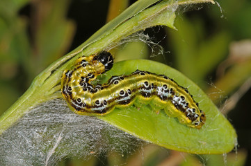 Cydalima perspectalis (WALKER, 1859) Buchsbaum-Zünsler, Raupe DE, NRW, Leverkusen 03.05.2014