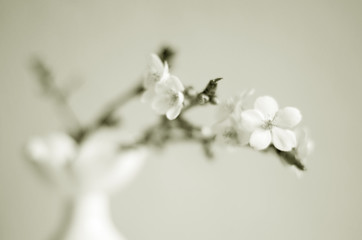 Kirschblüten - monochrom