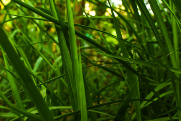 Fresh Napier grass(Penisetum Purpureum) background. Close up of fresh Napier grass plantation for...