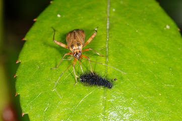 Saturnia pavonia (LINNAEUS, 1758) Kleines Nachtpfauenauge , Raupe, Wanze, Fressfeind DE, NRW, Leverkusen 17.05.2014
