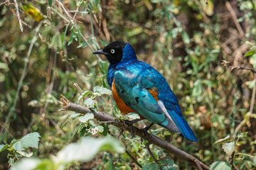 Wilder farbenprächtiger Vogel