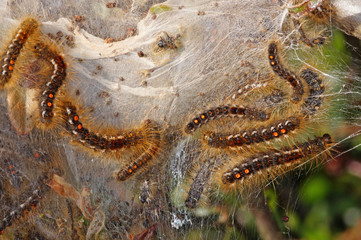 Euproctis chrysorrhoea (LINNAEUS, 1758) Goldafter BE, De Haan 19.04.2014