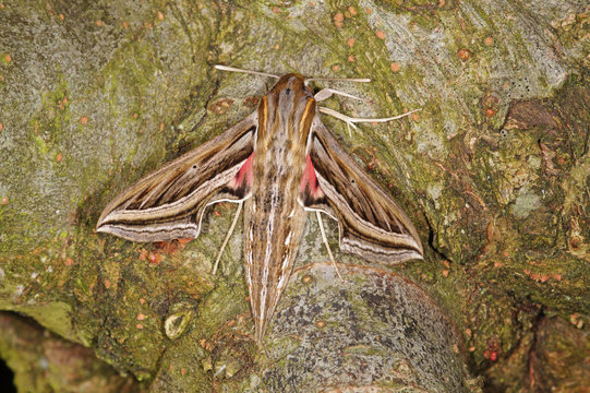 Hippotion celerio (LINNAEUS, 1758) Gro&szlig;er Weinschw&auml;rmer Spanien (Zuchtstamm) 21.05.2014