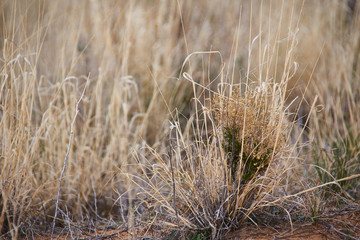 Fototapeta premium Southwest