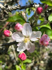 pommier en fleurs 