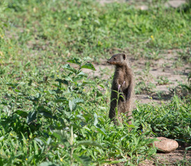 Mongoose alert and watchful for predators in Tanzania Africa