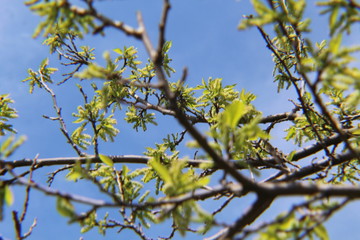 tree in spring
