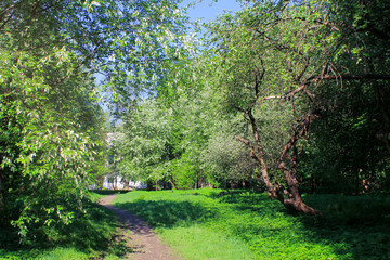 walk in the Park in spring. warm sunny day. trees bloom beautifully.