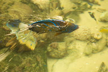 Blue ring angelfish Marine fish.Pomacanthus annularis .Blue ring