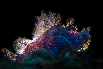 Purple Rinophia (Rhinopias frondosa) in Ambon Bay, Indonesia