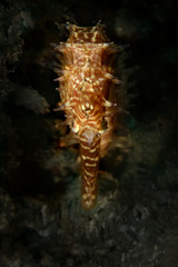 Seahorse (Hippocampus histrix) from Ambon bay, Indonesia