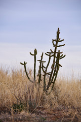 Obraz premium Southwest