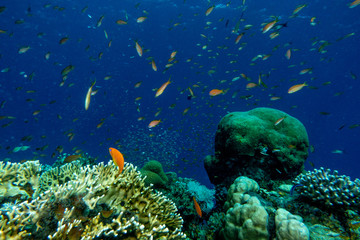 Naklejka na ściany i meble Fish swim in the Red Sea, colorful fish, Eilat Israel