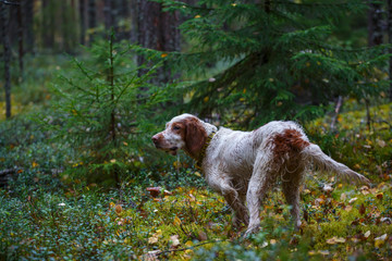 Hunting dog. Hound. Pointing dog. English setter. Hunting for a woodcock with the English setter. ...