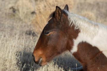 Wild Horse Foal in Utah in Winter