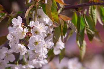 Branches of blossoming apricot macro
