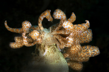 Nudibrunch Solar nudibranch (Phyllodesmium longicirrum ) from Ambon, Indonesia