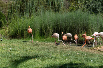 Flock of pink and white flamingo, nice pink big bird, animal in habitat